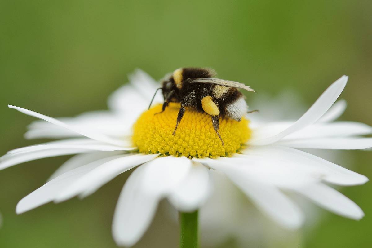 diferencia entre abejas y avispas