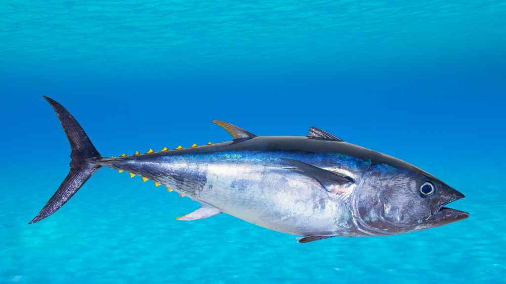 pescado atún y bonito