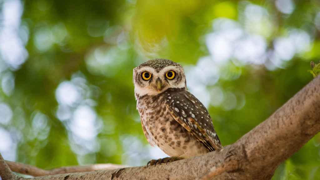 buho y lechuza en un árbol