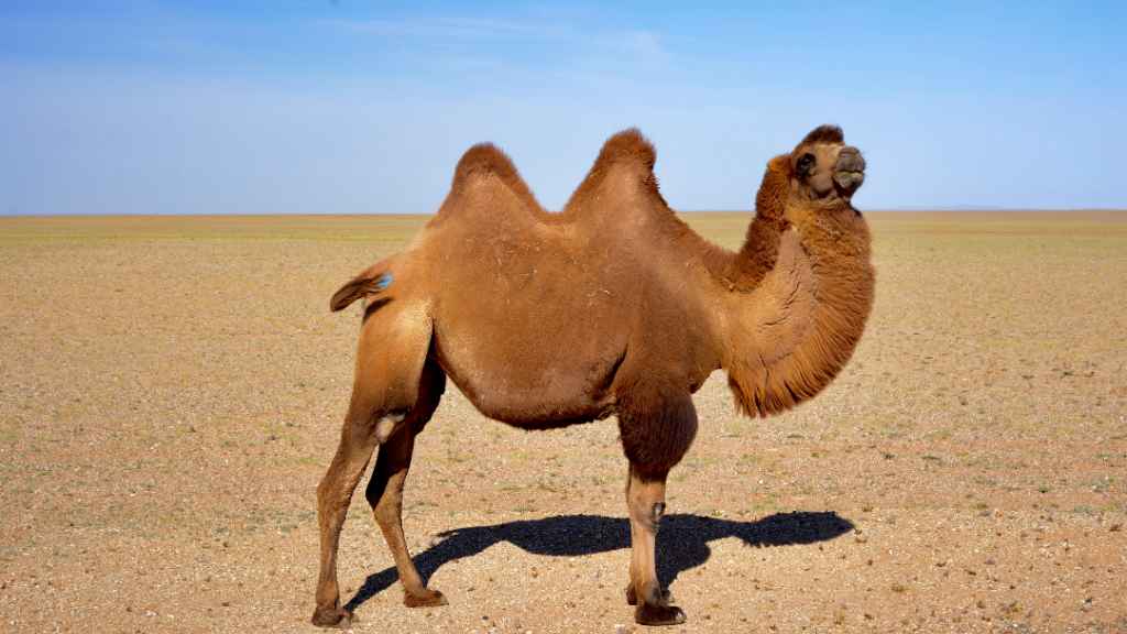dromedario con dos jorobas en el desierto