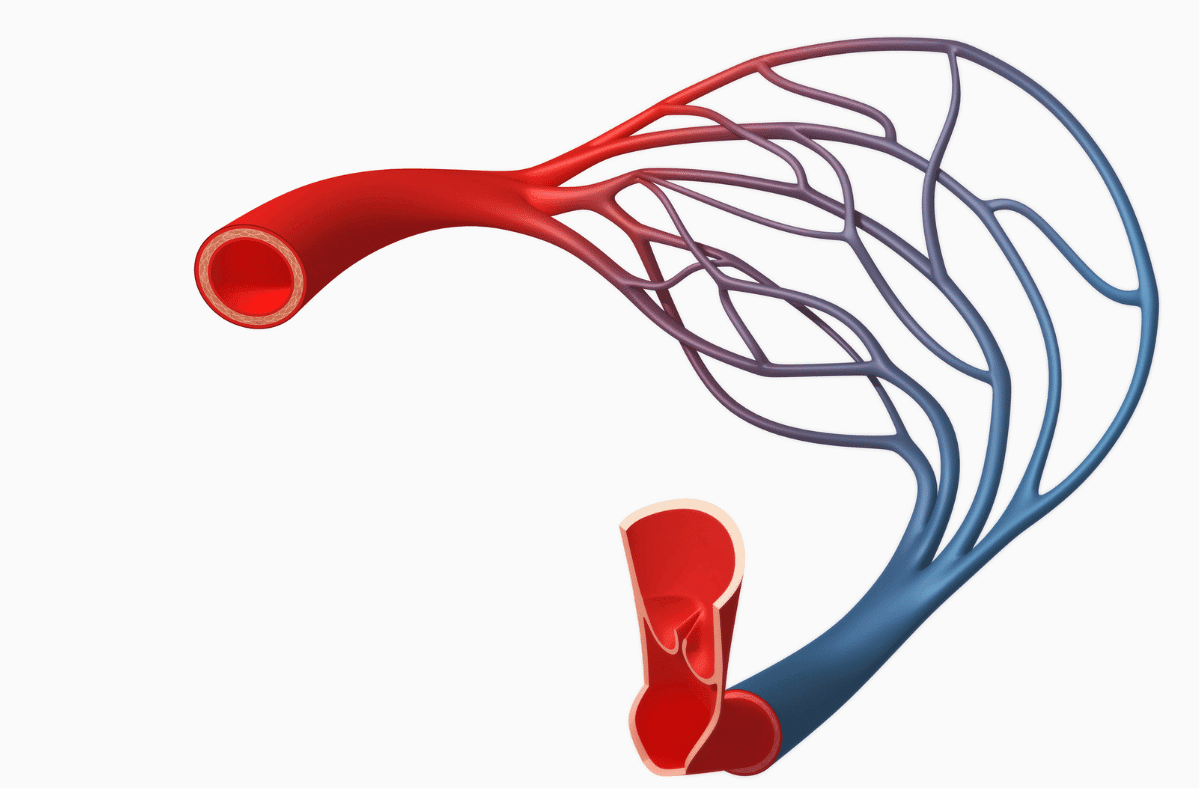 Cu L Es La Diferencia Entre Las Venas Y Las Arterias