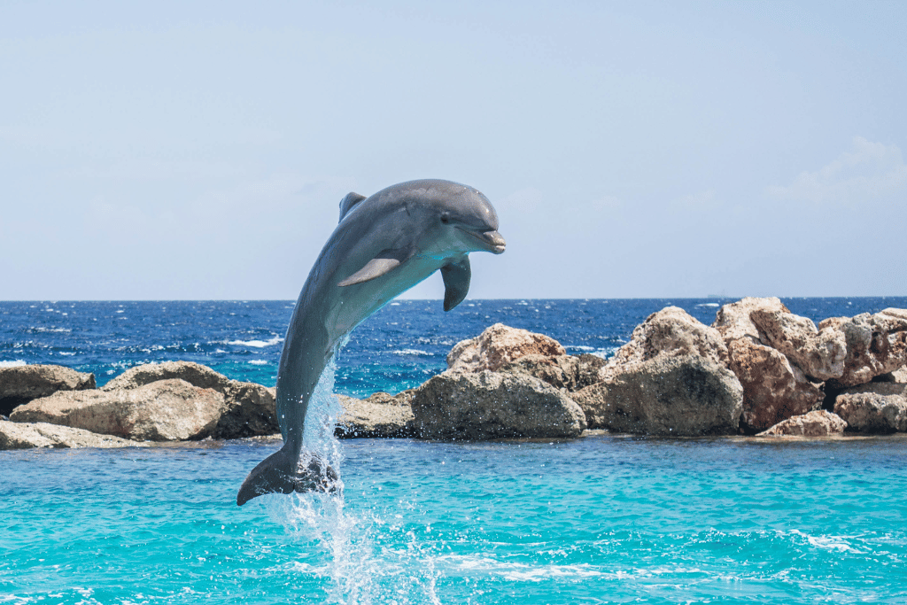 delfín y ballena comunicación