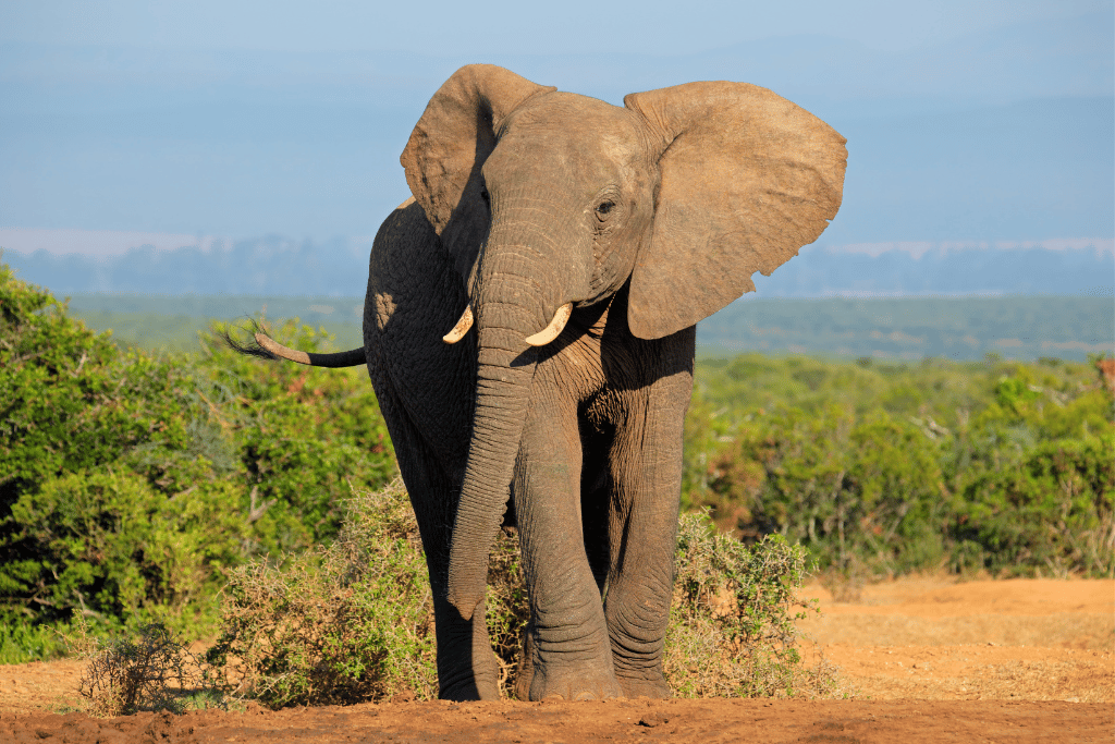 elefante africano