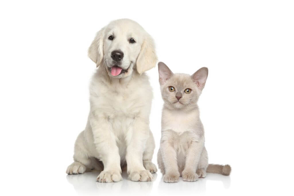 perros y gatos