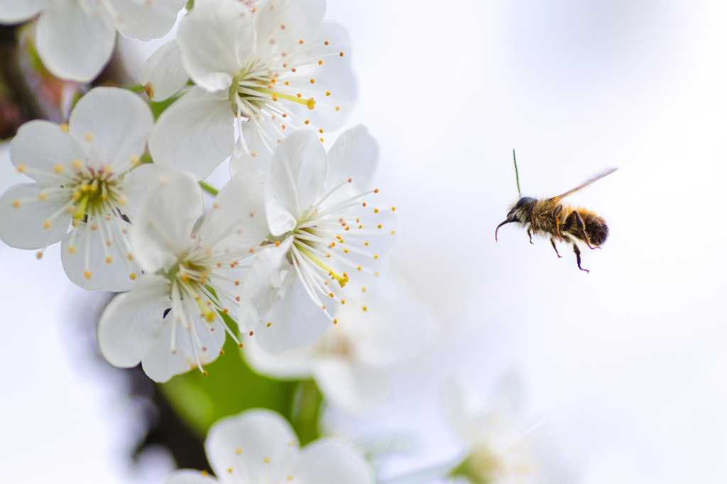 abeja volando