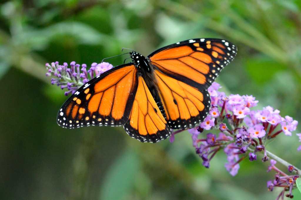 mariposa naranja