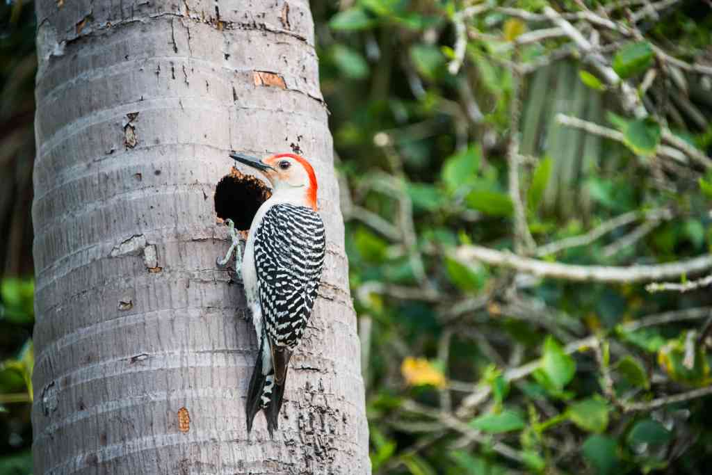 nido de un pájaro carpintero