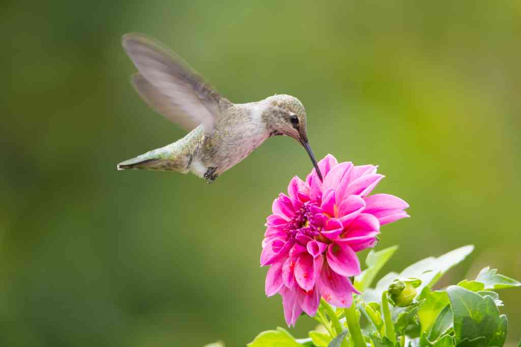 pájaro volando quieto delante de una flor