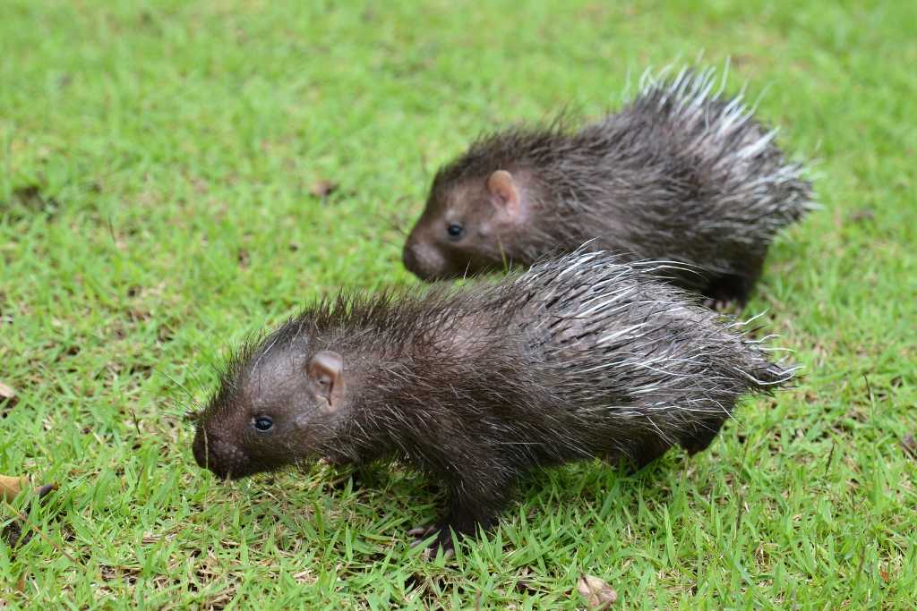 pareja de puercosespines