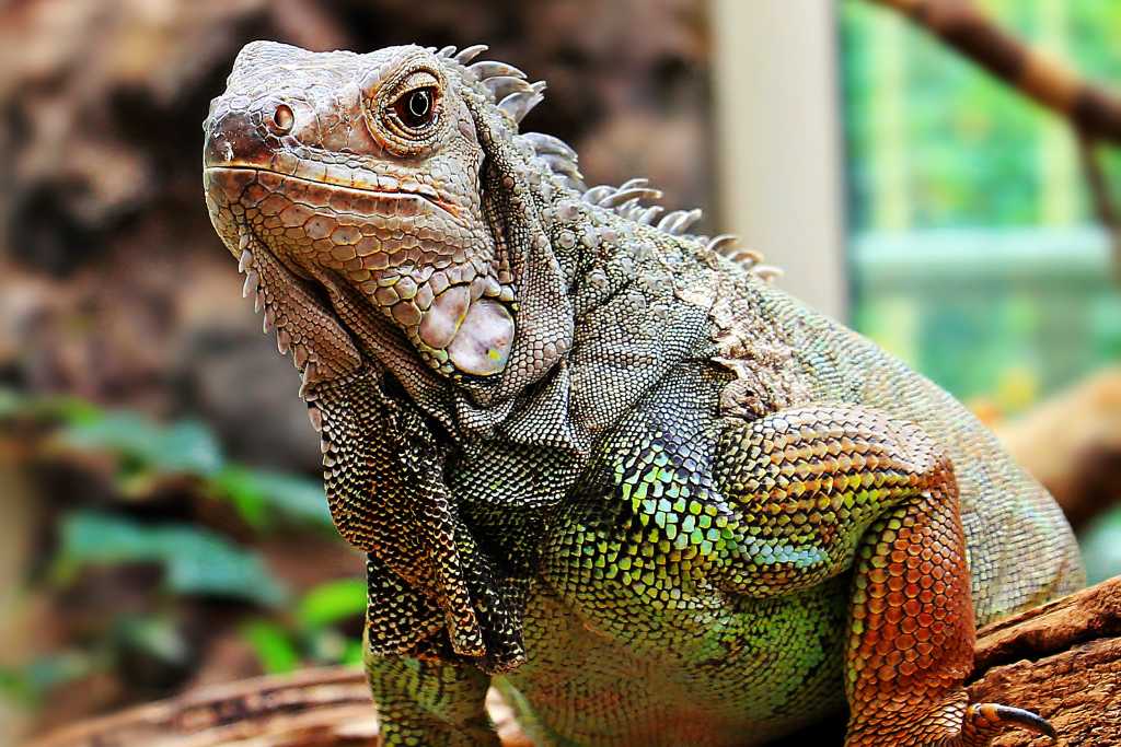 piel y escamas de lagarto